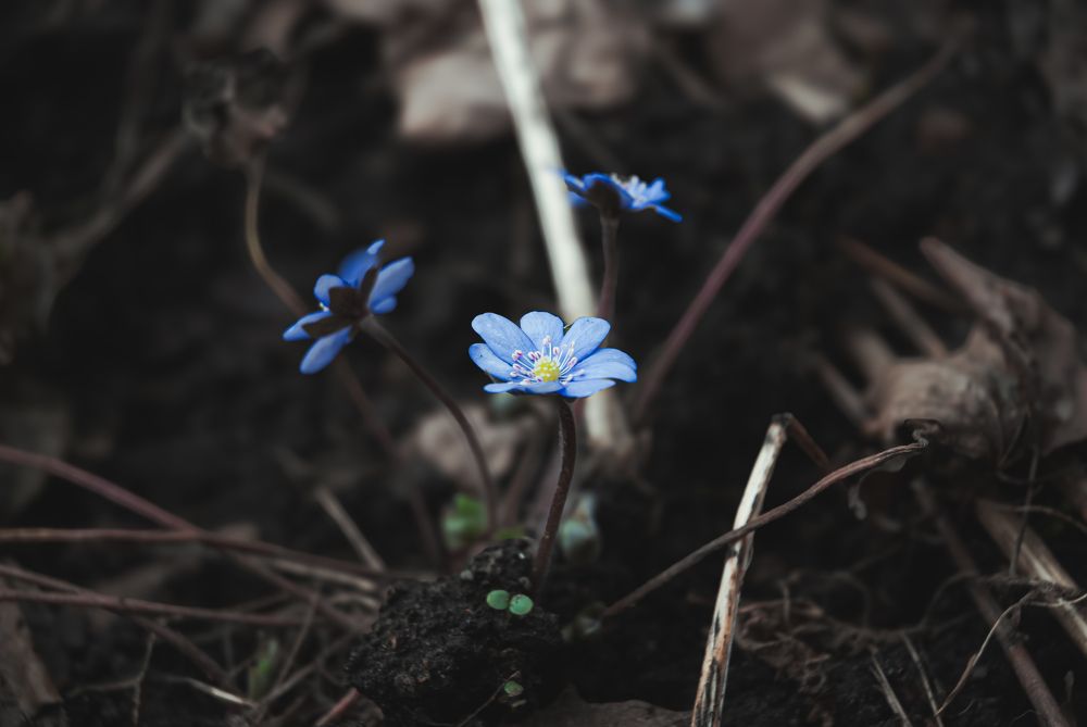 Photograph by Alexandr Bezuglyi