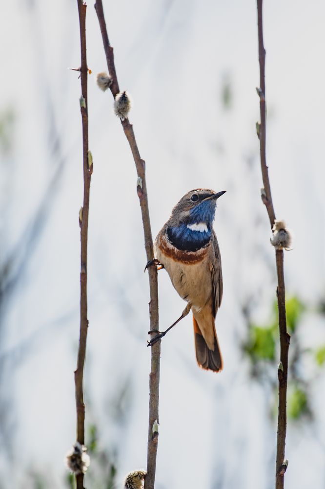 Photograph by Чаусова Елена