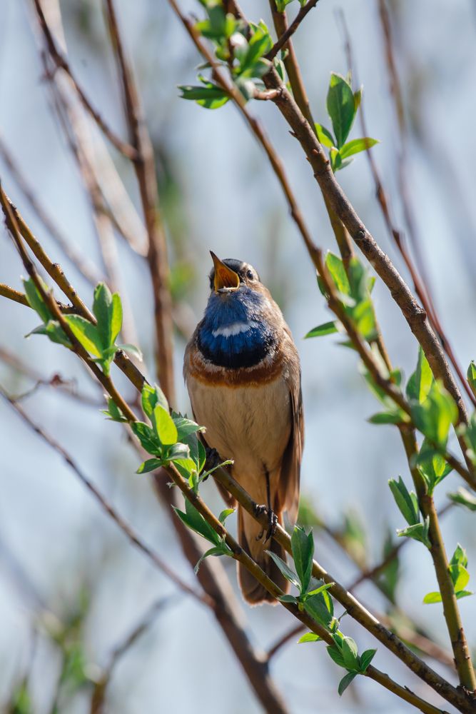 Photograph by Чаусова Елена
