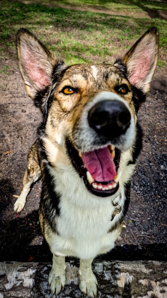 Фотография автора Всеволод Юрша