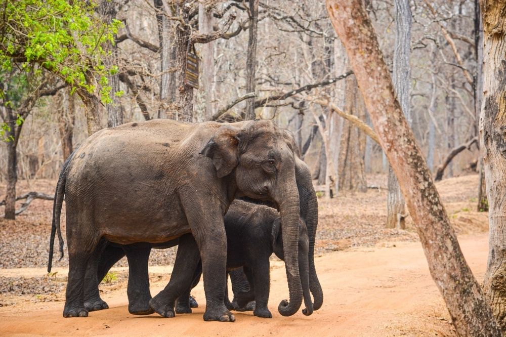 Elephant elegance