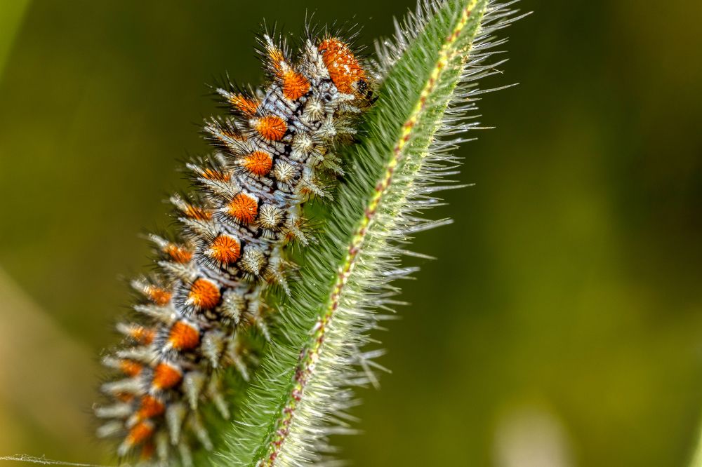 Фотография автора Vasileios Karapanagiotidis