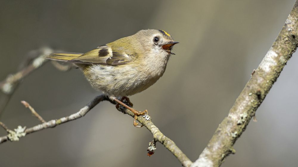 Photograph by Олег Колмаков