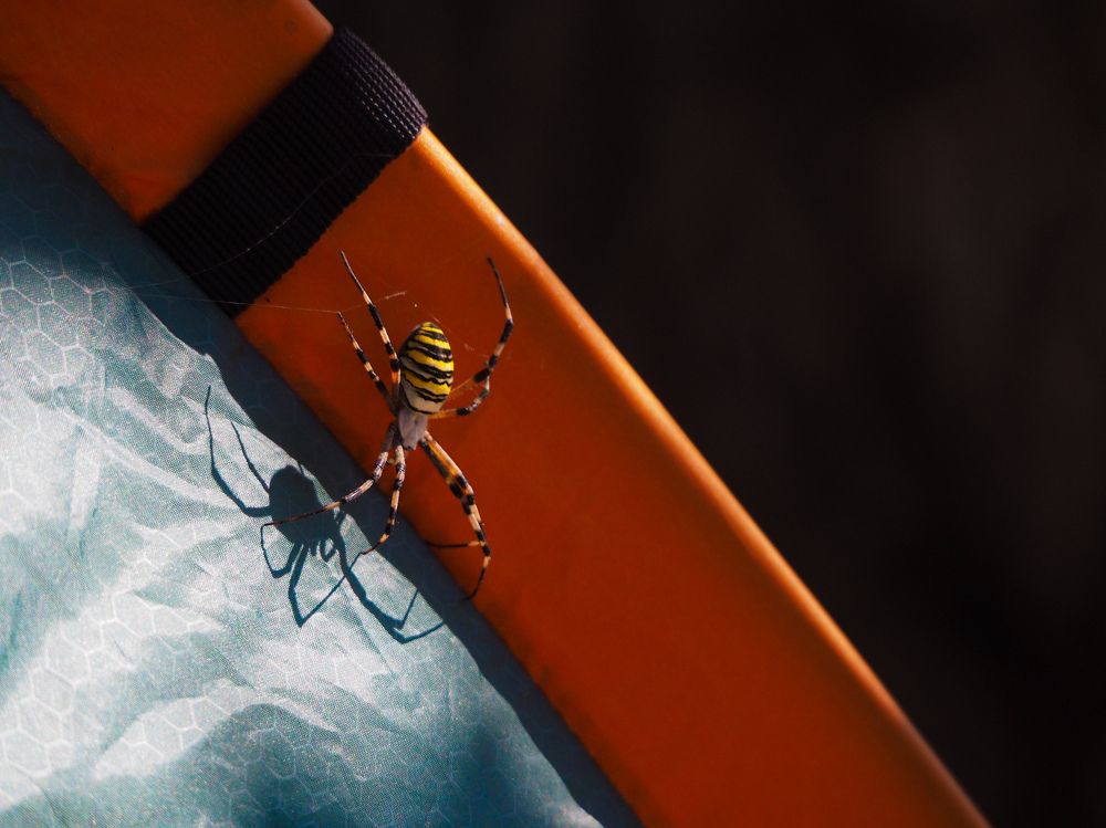 Photograph by Светлана Шибаршина