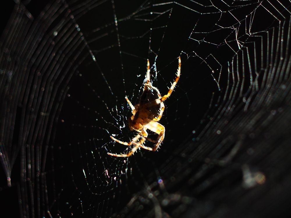 Photograph by Светлана Шибаршина