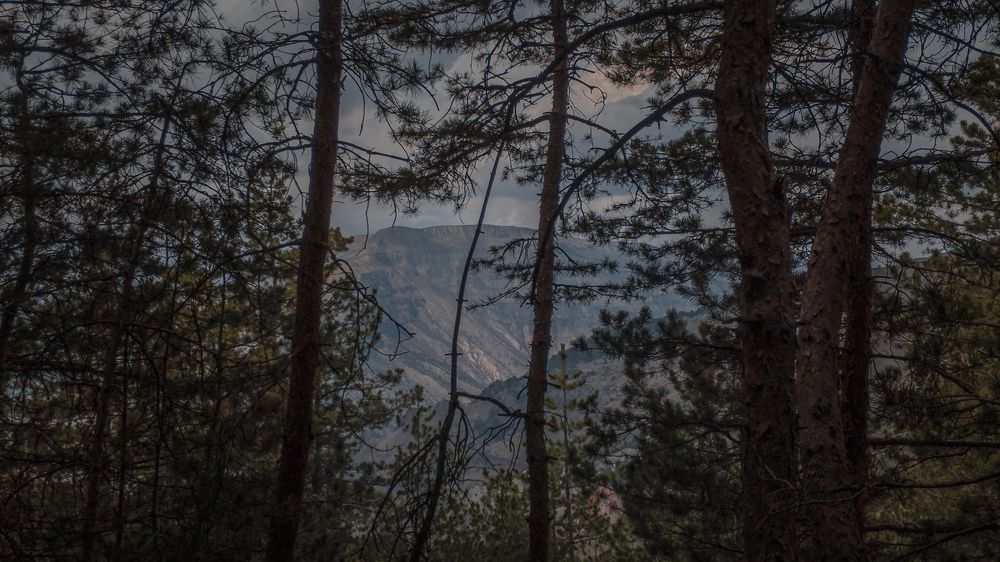 Photo #10582669