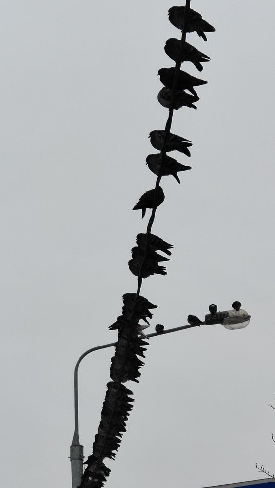 Photo #10582685