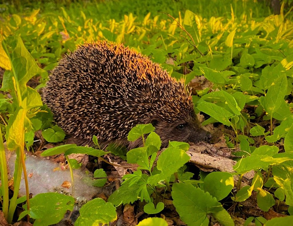 Photograph by Dmitry Kuzmich