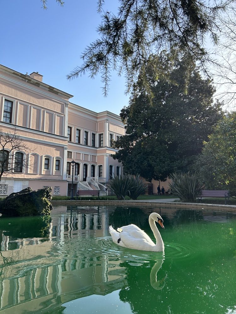 Одинокий лебедь