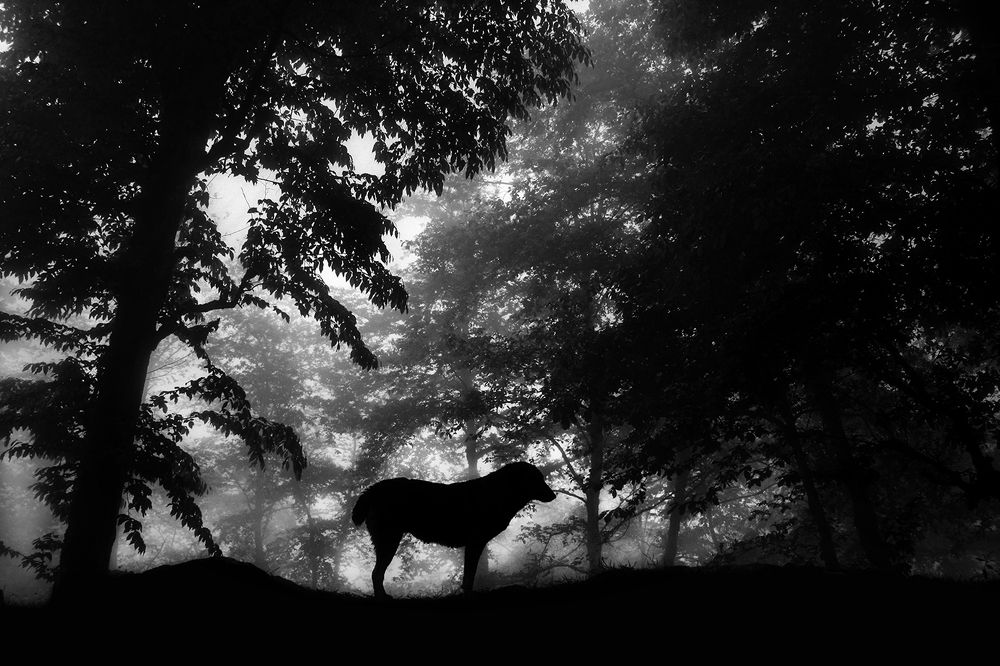 Photograph by hasan jouri