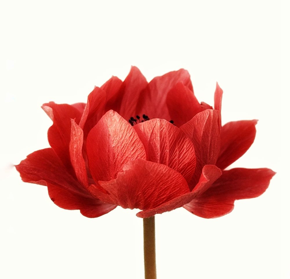 Photograph by Оксана Лоншакова