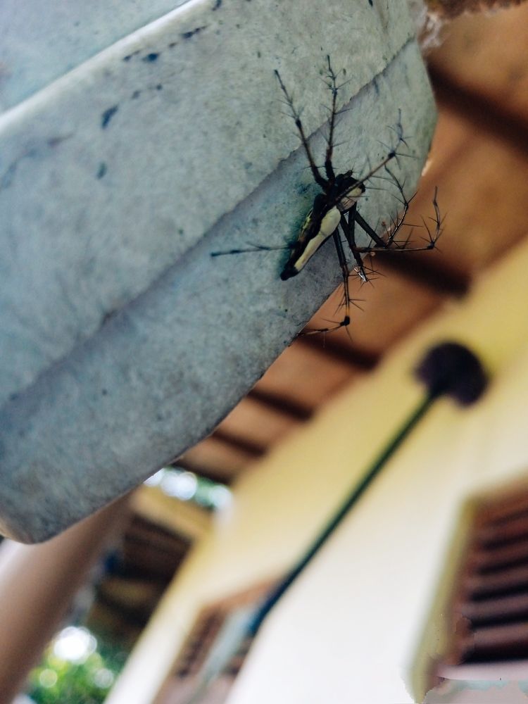 Photograph by Pawan Guruge