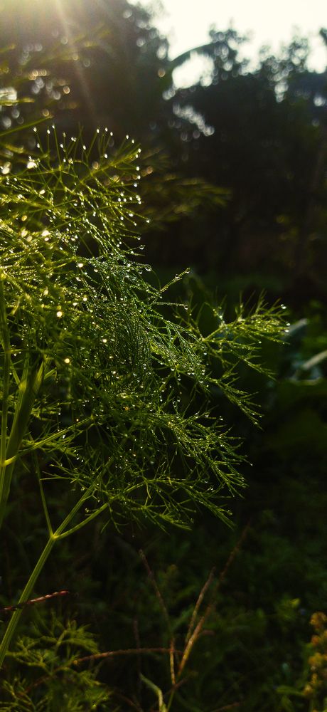 Winter morning dew