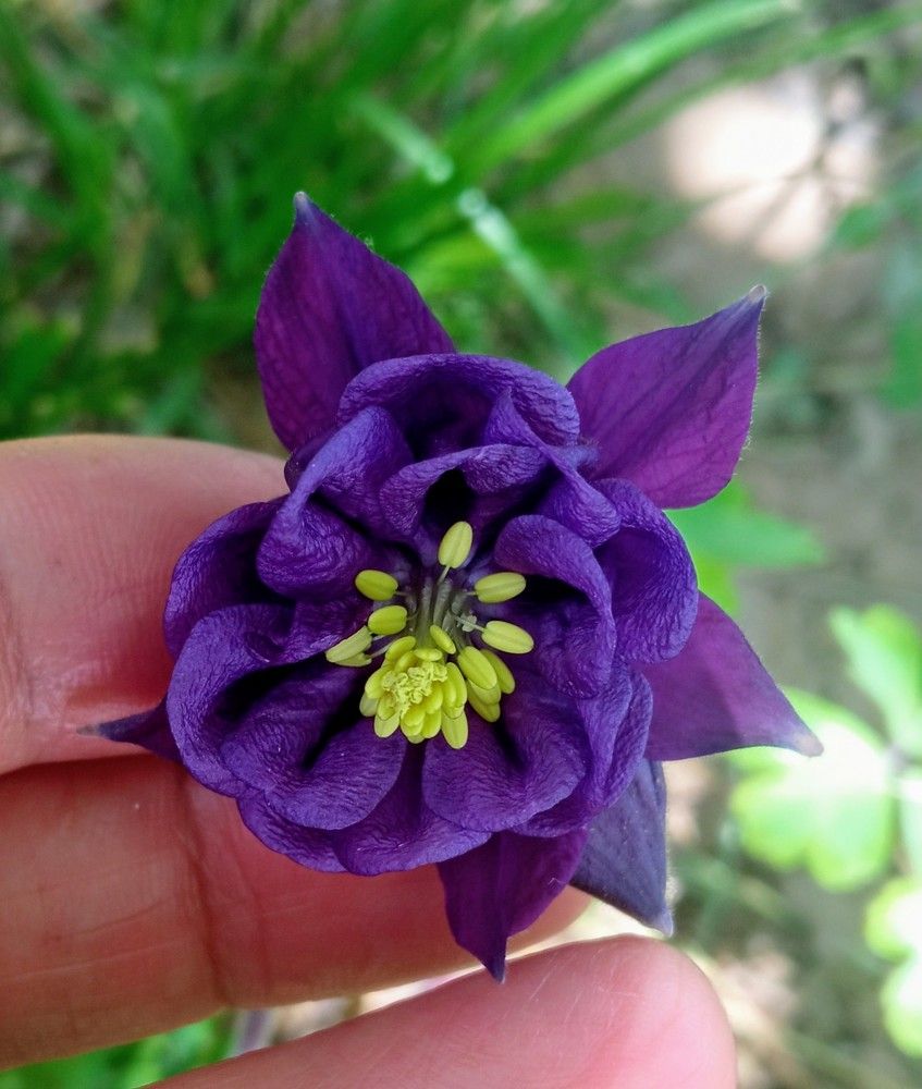 Purple aquilegia.