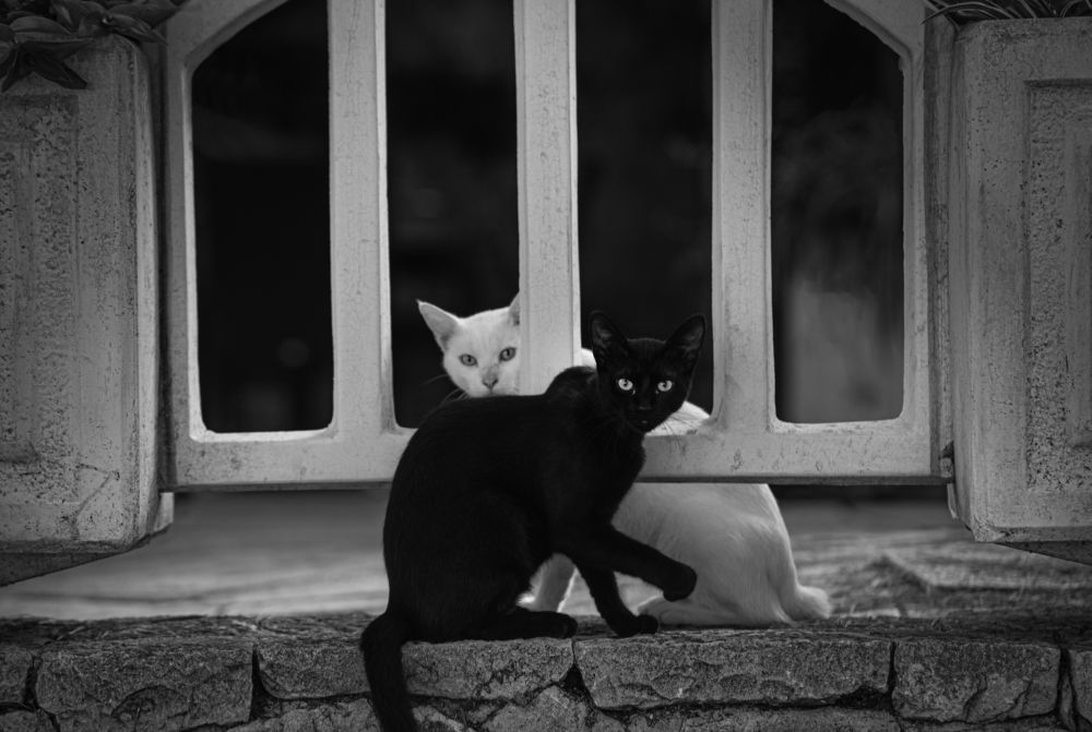 Фотография автора Damir B.