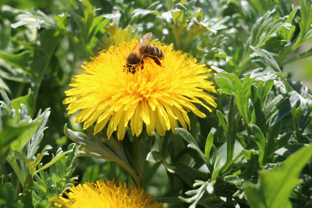 Пчела-трудяга