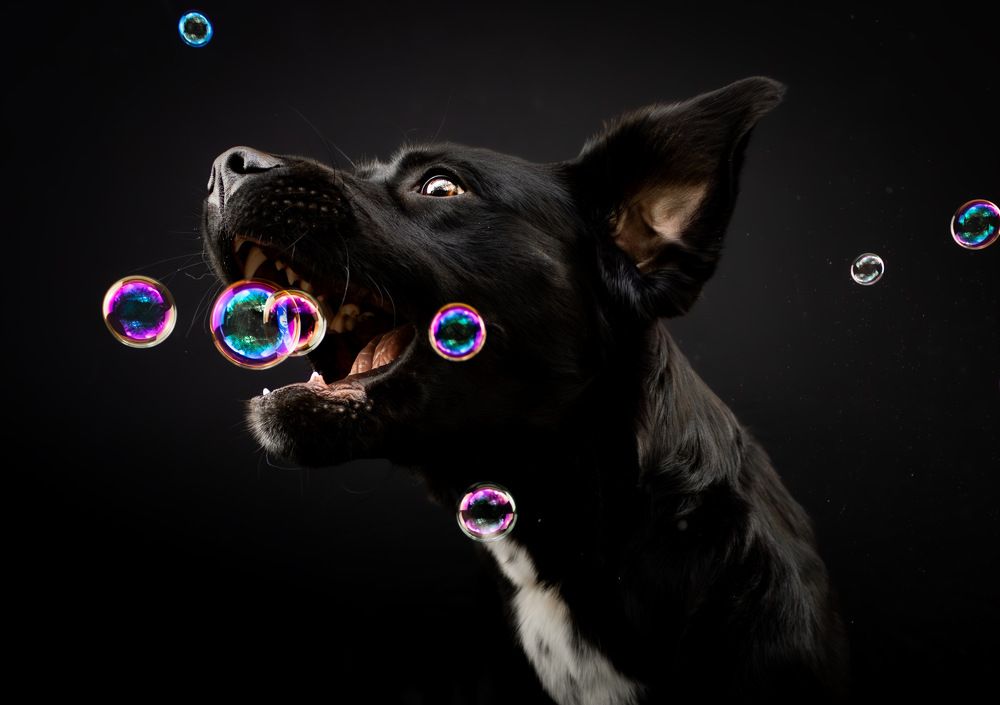 Photograph by Shanna van Mens