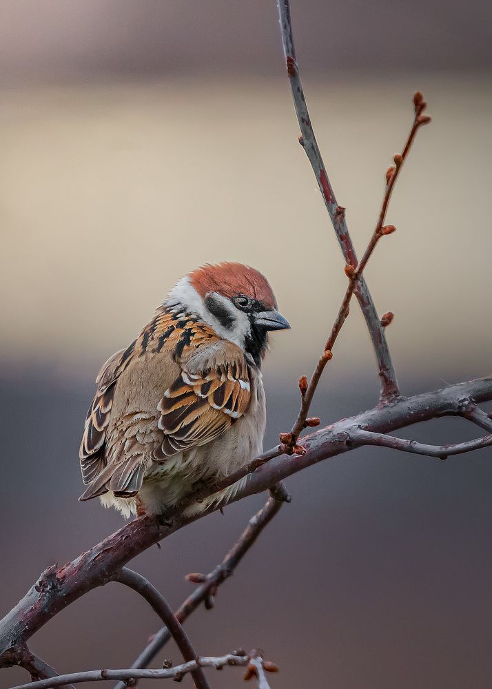 Воробей на ветке