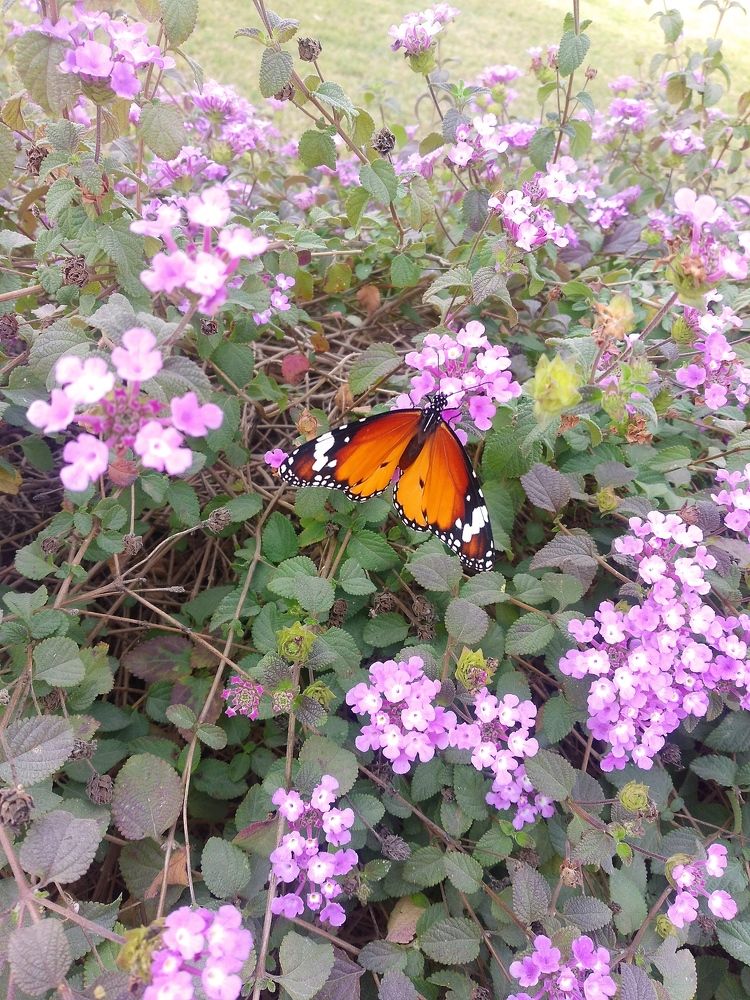 BEAUTY OF THE NATURE.