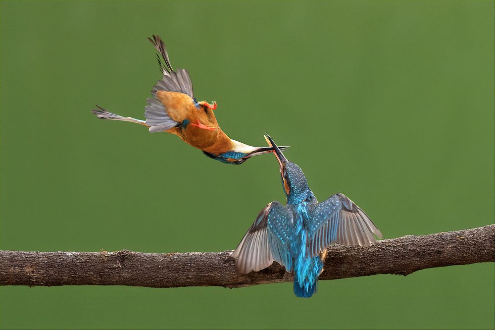 Kingfisher pair fighting