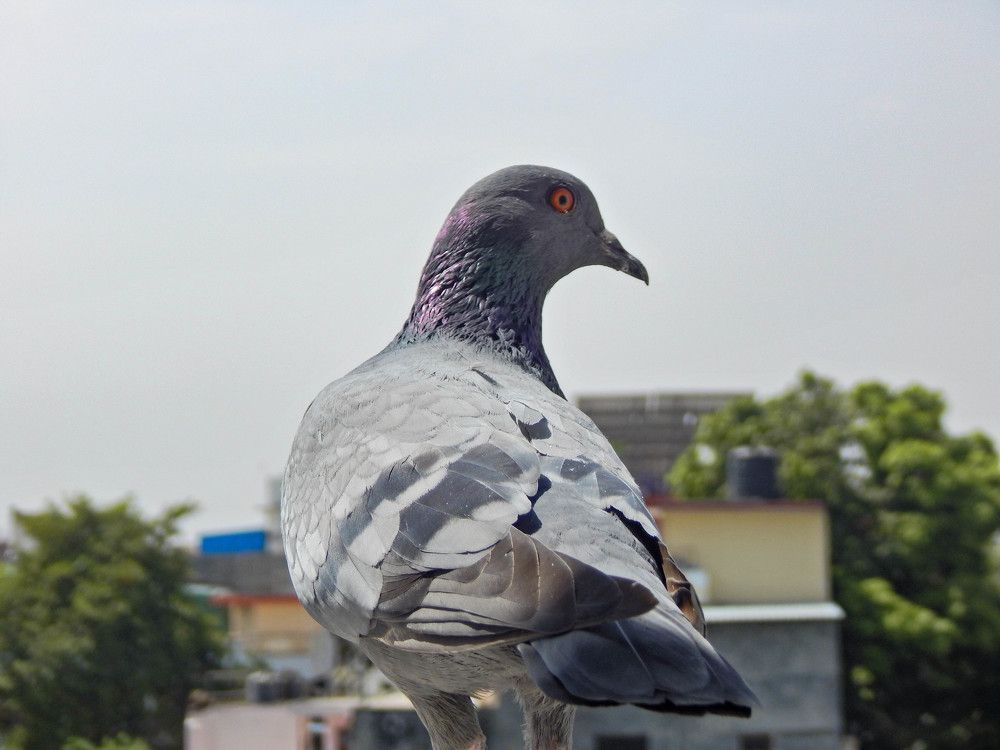 Photograph by Praveen Singh
