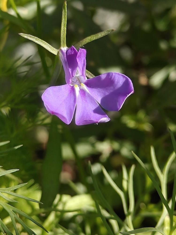 Photograph by Антонина Завальнюк