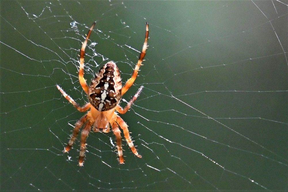 Фотография автора IRINA FILIPPOVA