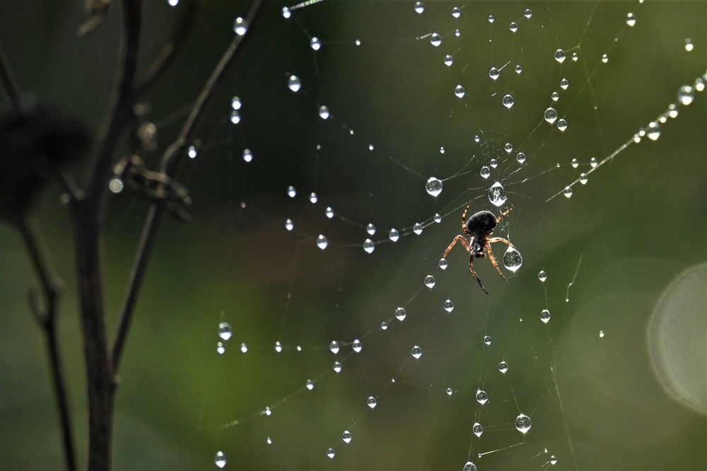 Фотография автора IRINA FILIPPOVA