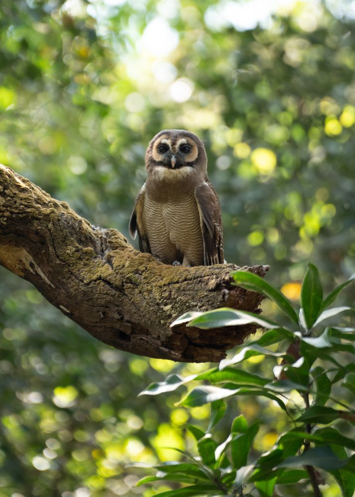 Brown Wood Owl