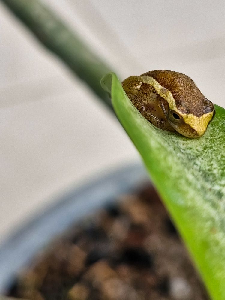 Photograph by Antonio Alves de Oliveira Neto