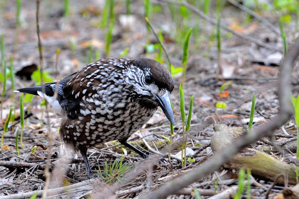 Photograph by Александр Зуев
