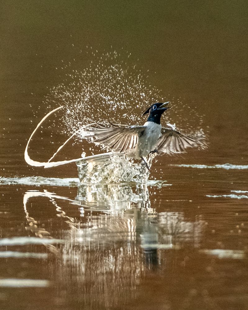 Photograph by Debashis Subudhi