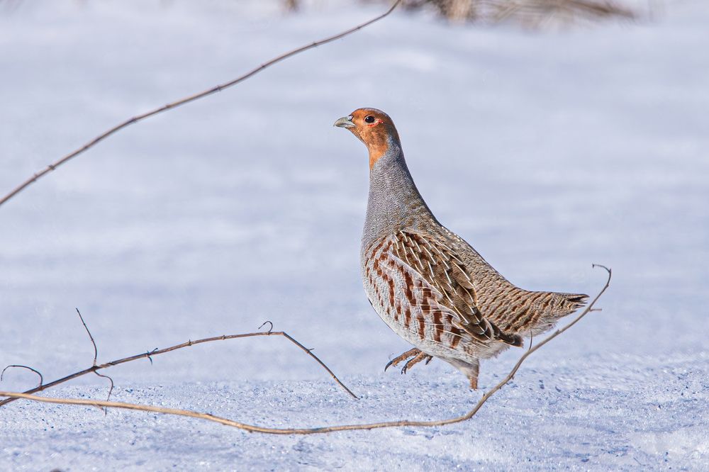 Photograph by Алексей