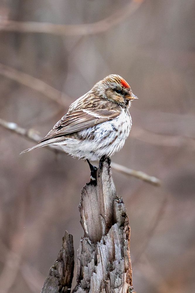 Photograph by Vladimir Voronyuk