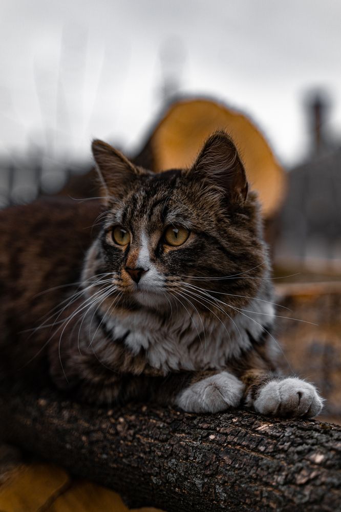 Photograph by Наталия Царёва