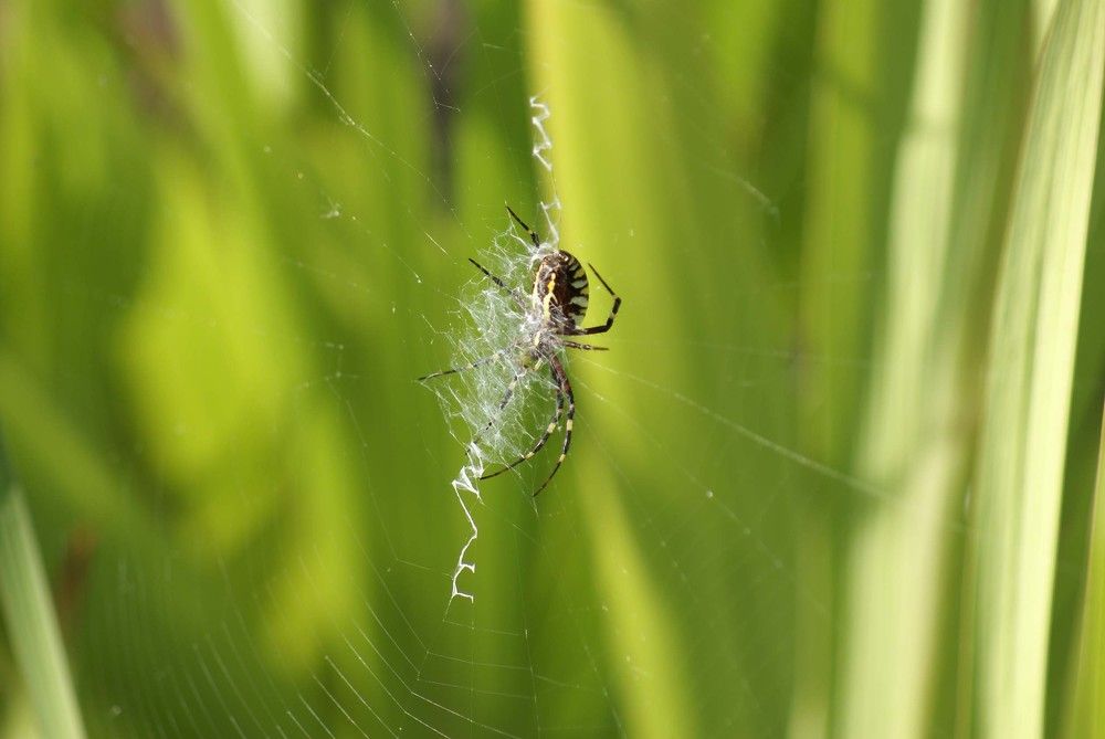 Photograph by Игорь Пшеничников