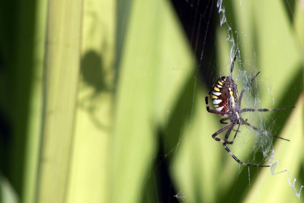 Photograph by Игорь Пшеничников