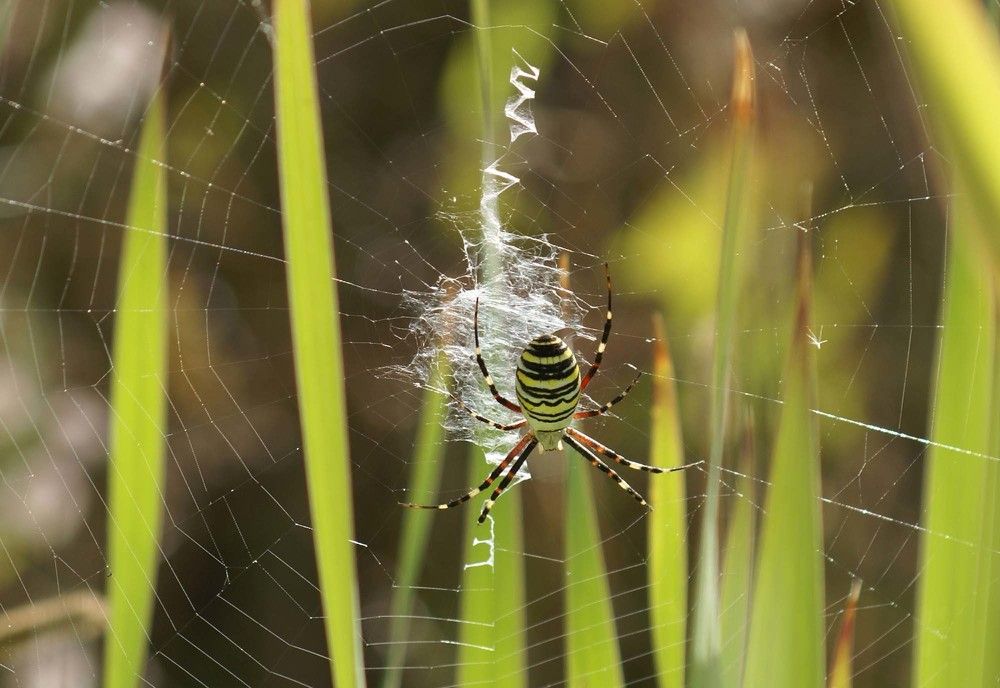Photograph by Игорь Пшеничников