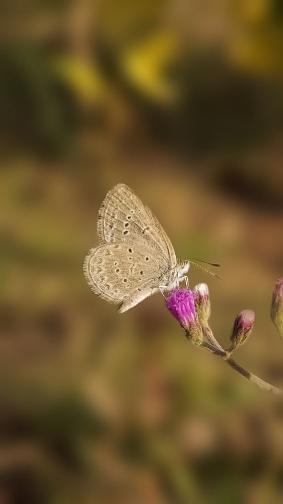 Photograph by Piyali Dutta