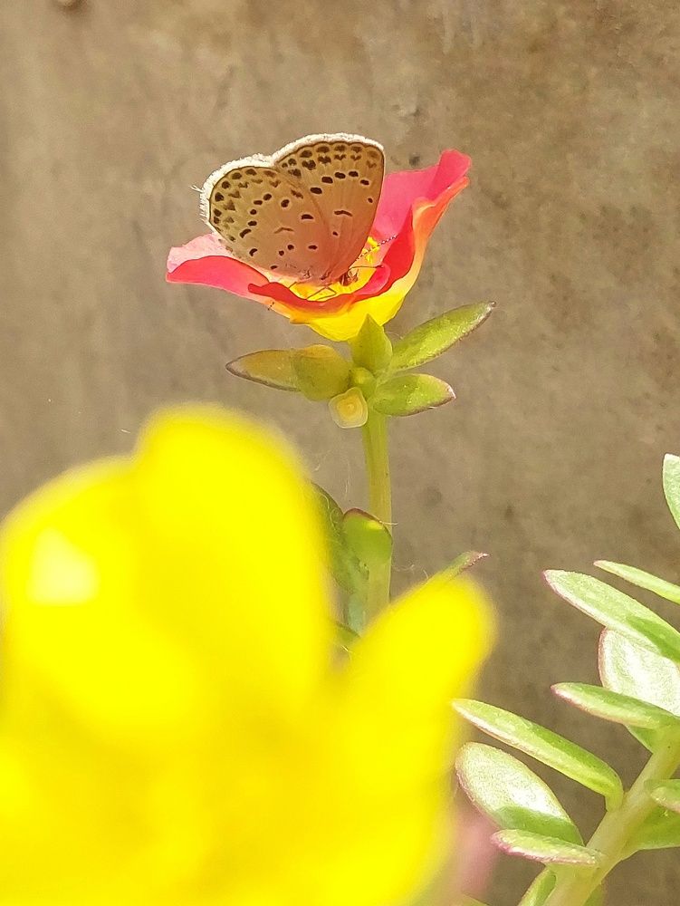 Photograph by Piyali Dutta