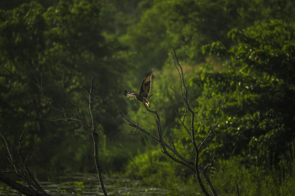 Photograph by PRABATH MANJULA GUNASEKARA
