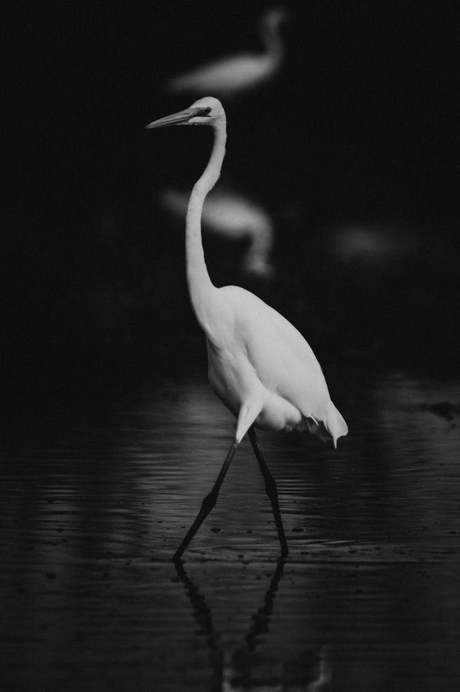 Greater Egret