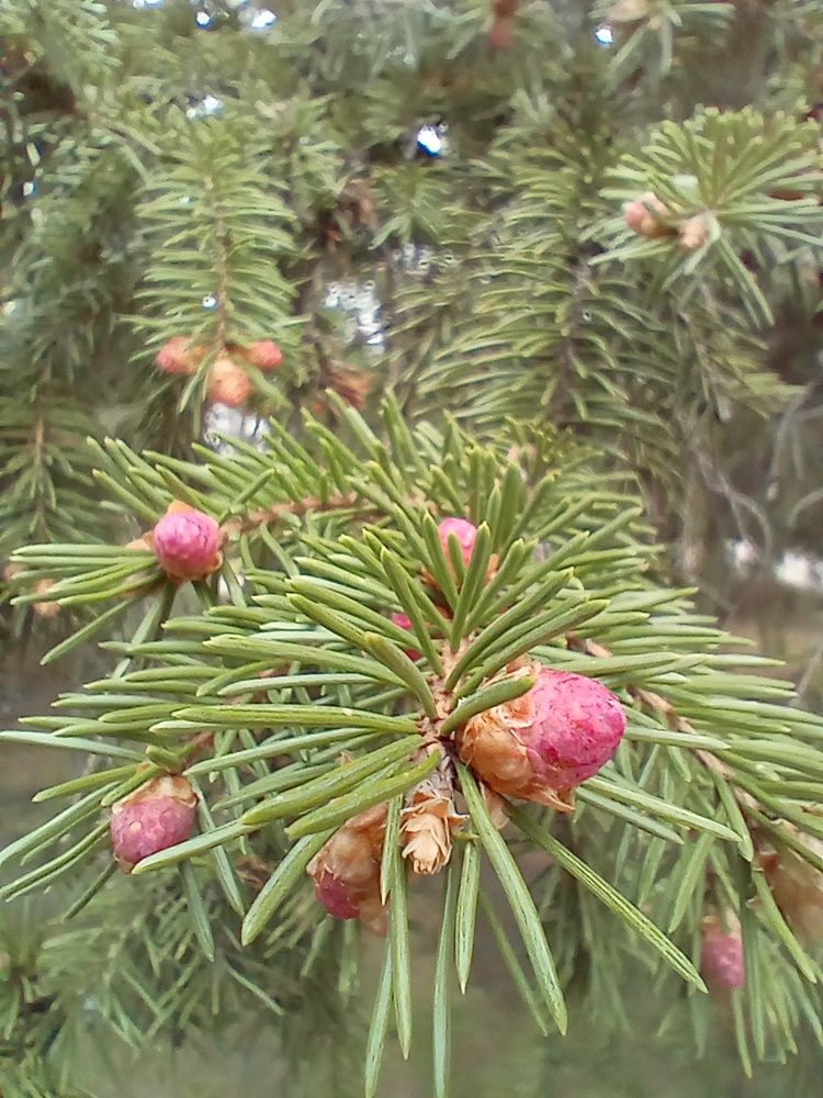 Новая еловая лапа