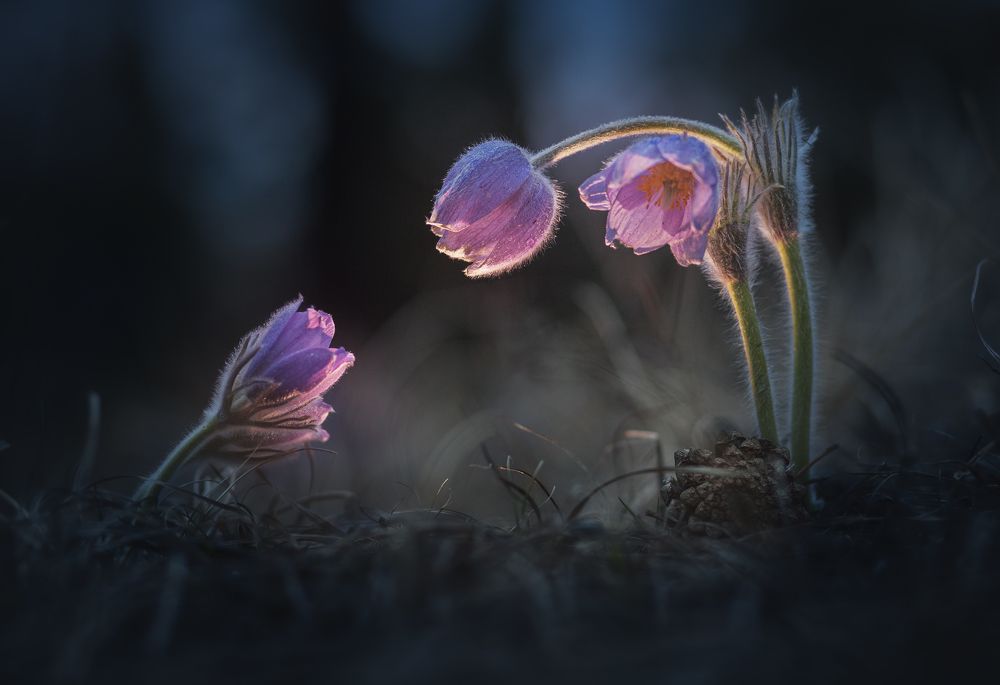 Photograph by Портных Дмитрий