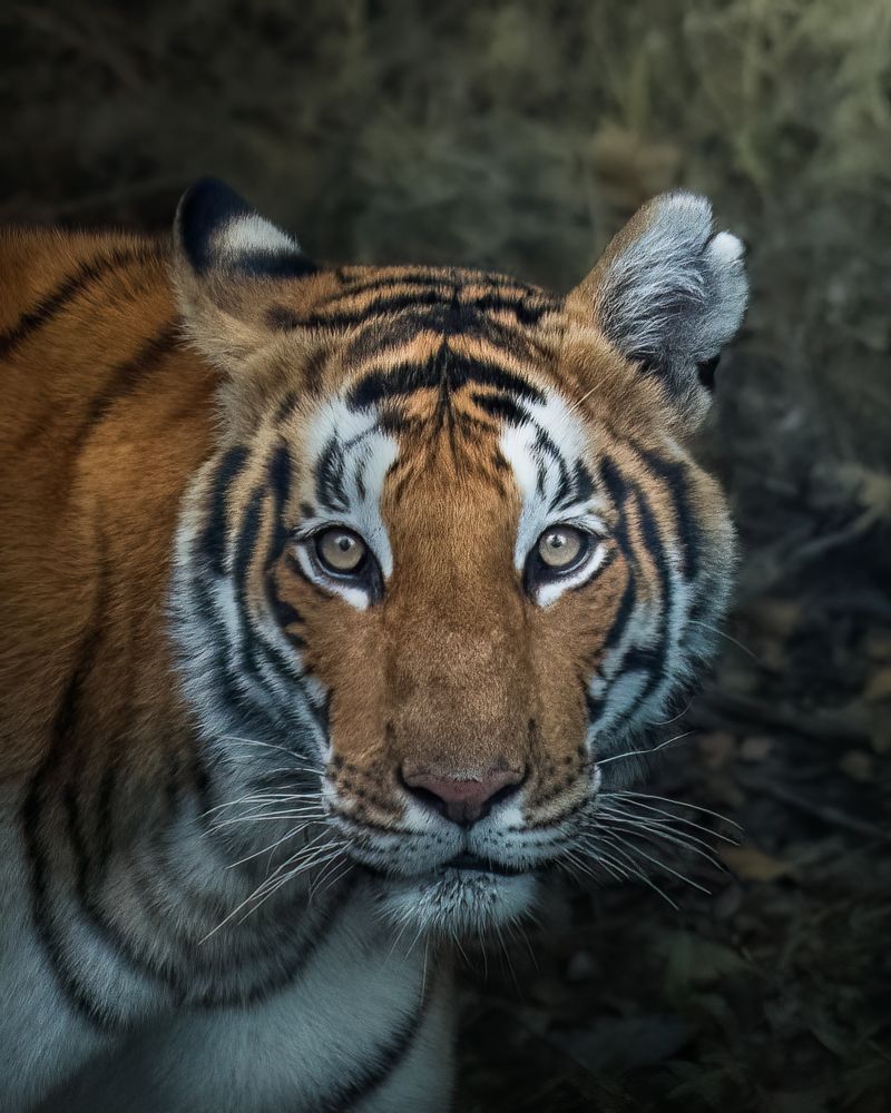 Фотография автора Sunny Saha Pramanick