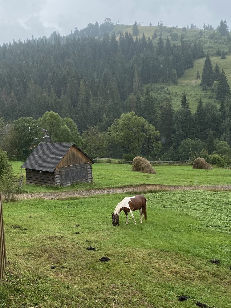 Photograph by Olena Kozlova