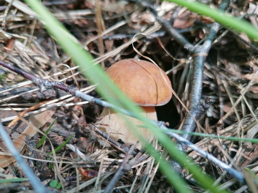 Photograph by Алена Храмец