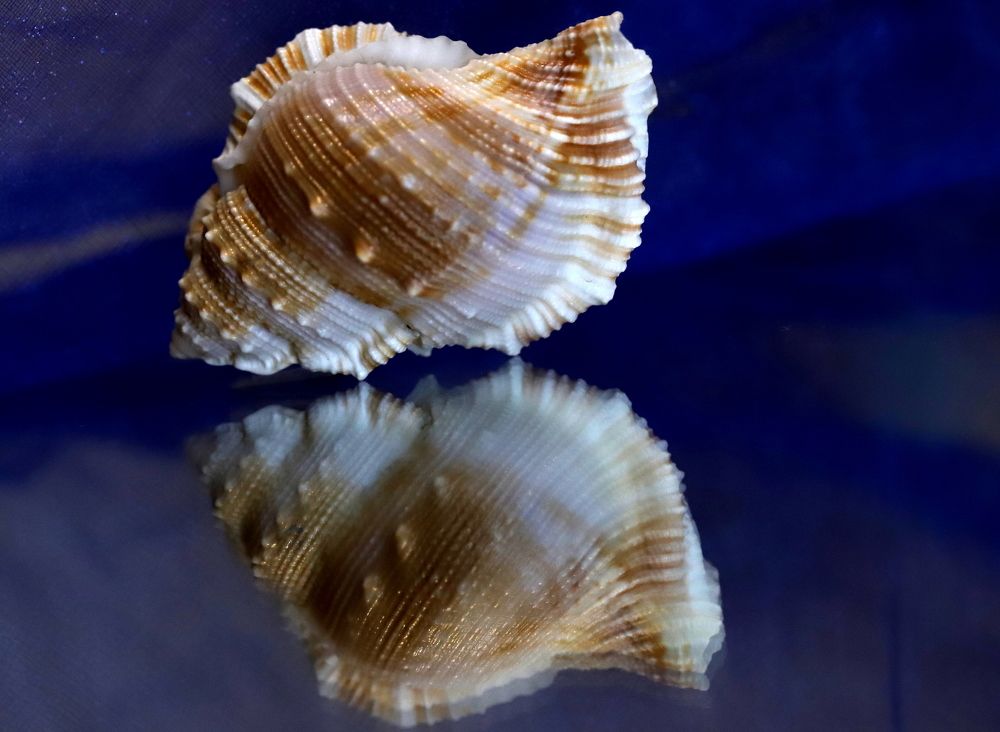 Photograph by елена