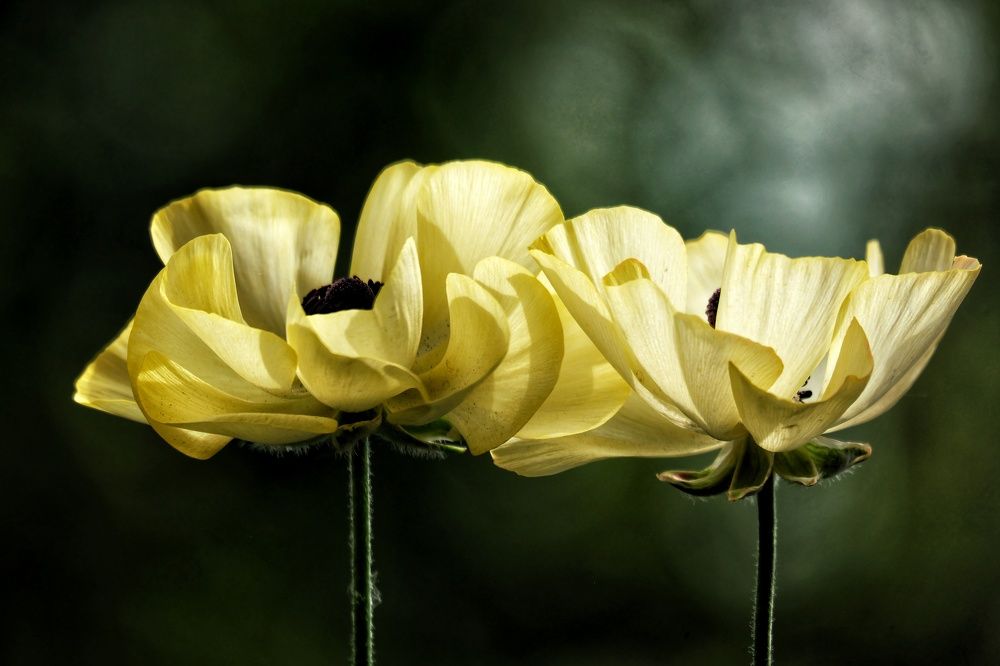 Photograph by Marian Lázaro