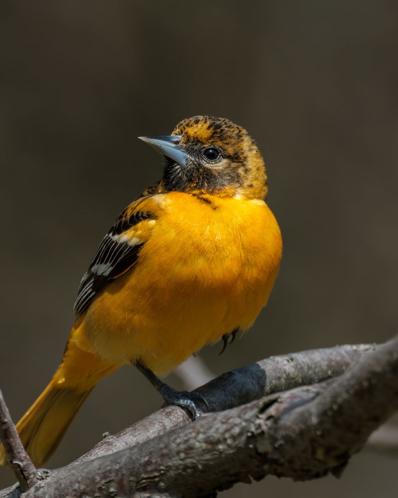 Baltimore Oriole